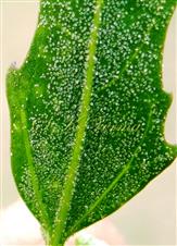  Part of Leaf (Abaxial View) with vesicular hairs
